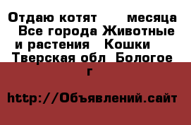 Отдаю котят. 1,5 месяца - Все города Животные и растения » Кошки   . Тверская обл.,Бологое г.